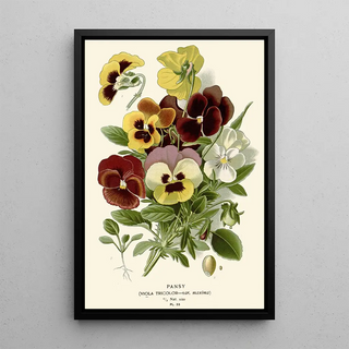 Edward Step - Pansy.webp