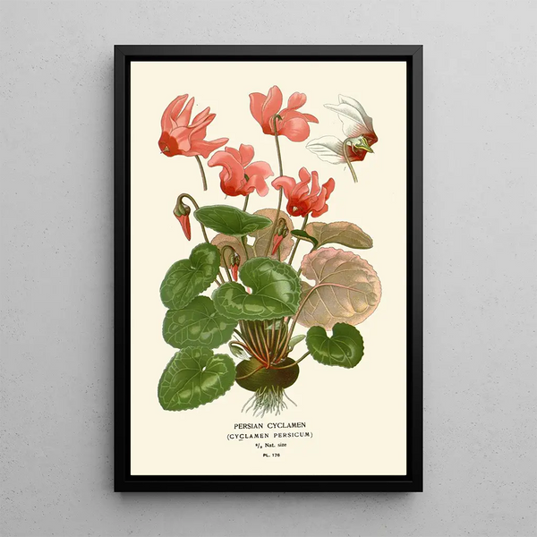 Perse Cyclamen Gemälde - Edward Step — gerahmtes Bild an der Wand