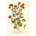 Chrysanthème Pompon - Edward Step — Ansicht des Kunstwerks