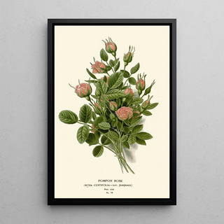 Edward Step - Pompon Rose.webp