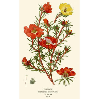Edward Step - Purslane.webp