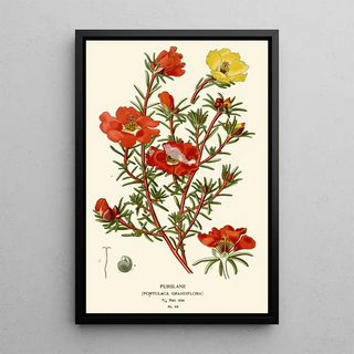 Edward Step - Purslane.webp