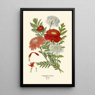 Edward Step - Pyrethrum Roseum.webp