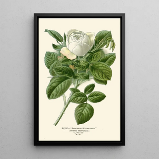 Edward Step - Rose Baroness Rothschild.webp
