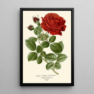 Edward Step - Rose General Jacqueminot.webp