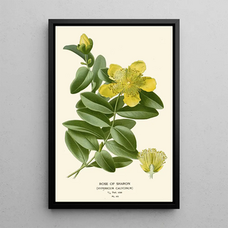 Edward Step - Rose of Sharon.webp