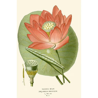 Edward Step - Sacred Bean.webp