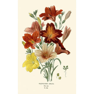 Edward Step - Salpiglossis Sinuata.webp