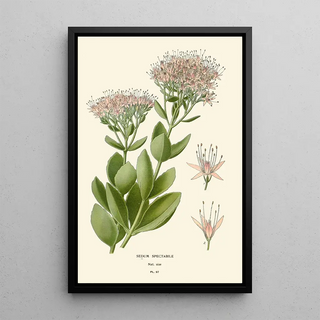 Edward Step - Sedum Spectabile.webp