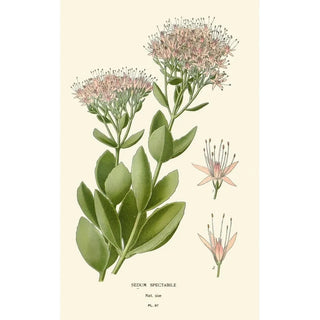 Edward Step - Sedum Spectabile.webp