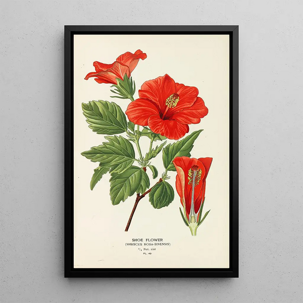 Blumen der Schuhsohle - Edward Step — gerahmtes Bild an der Wand