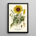 Reproduktion des Gemäldes Sonnenblume mit silbernen Blättern - Edward Step
