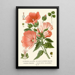 Edward Step - Spanish Lavatera Largeflowered Malope.webp