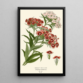 Edward Step - Sweet William.webp