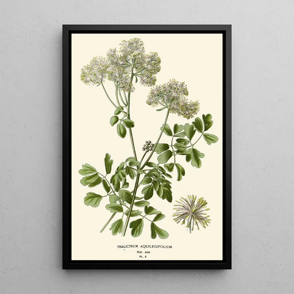 Reproduktion des Gemäldes Pigamon mit Aquilegia-Blättern - Edward Step