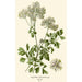 Reproduktion des Gemäldes Pigamon mit Aquilegia-Blättern - Edward Step