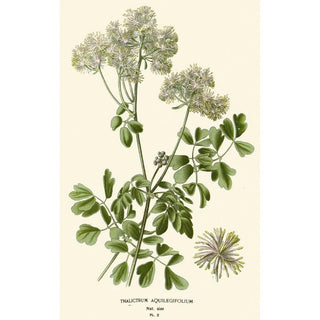 Edward Step - Thalictrum Aquilegifolium.webp