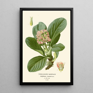 Edward Step - Thickleaved Saxifrage.webp