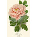 Pivoine arbustive - Edward Step — Ansicht des Kunstwerks