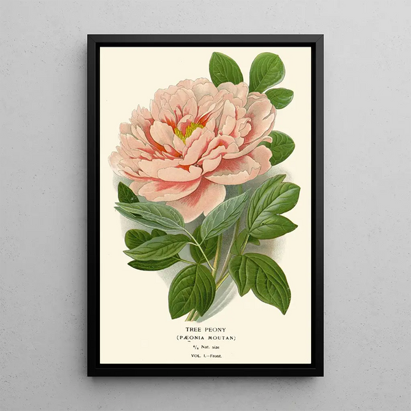 Pivoine arbustive - Edward Step — gerahmtes Bild an der Wand