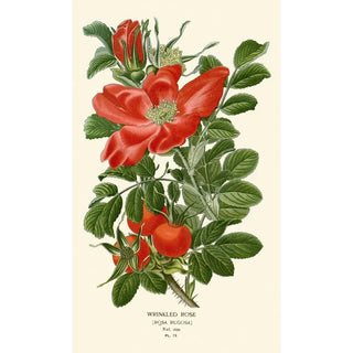 Edward Step - Wrinkled Rose.webp