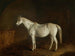 Bobine mit grauem Rennpferd - Edward Troye — Ansicht des Kunstwerks