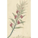 Reproduktion des Gemäldes Balsamine - Elias van Nijmegen