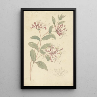 Elias van Nijmegen - Kamperfoelie.webp