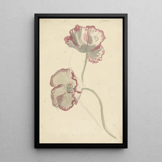 Elias van Nijmegen - Two Studies of a Poppy.webp