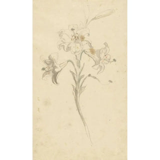 Elias van Nijmegen - Witte lelie.webp