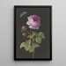 Rose rose avec chenille s'enroulant et azuré - Elisabeth Christina Matthes — gerahmtes Bild an der Wand