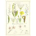 Reproduktion des Gemäldes Portfolio oder historisches Ornament Pl 37 - Elizabeth A Nedwill