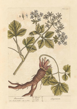 Elizabeth Blackwell - Alexanders.webp
