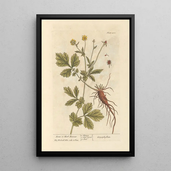 Benoîte oder Heilige-Benedixt-Kraut - Elizabeth Blackwell — gerahmtes Bild an der Wand