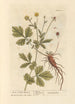 Benoîte oder Heilige-Benedixt-Kraut - Elizabeth Blackwell — Ansicht des Kunstwerks