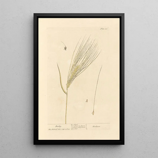 Elizabeth Blackwell - Barley.webp