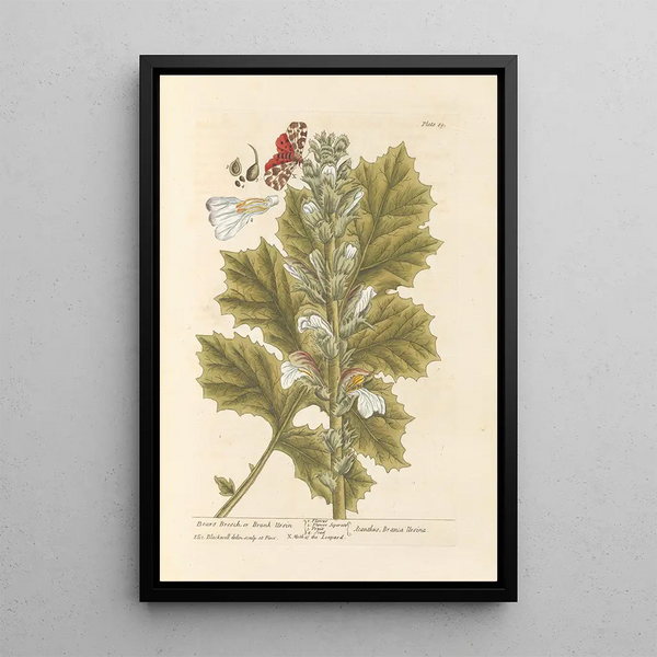 Elizabeth Blackwell - Bears breech or brank ursin.webp