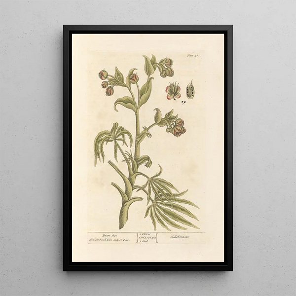 Hellébore fétide - Elizabeth Blackwell — gerahmtes Bild an der Wand