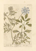 Ammi - Elizabeth Blackwell — Ansicht des Kunstwerks