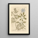Ammi - Elizabeth Blackwell — gerahmtes Bild an der Wand