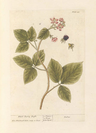 Elizabeth Blackwell - Black berry bush.webp