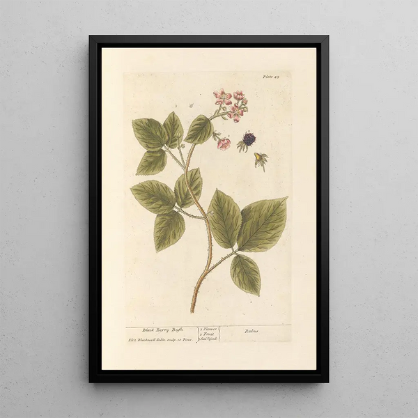 Schwarze Brombeere - Elizabeth Blackwell — gerahmtes Bild an der Wand