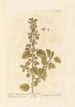 Marrube noir ou puant - Elizabeth Blackwell — Ansicht des Kunstwerks