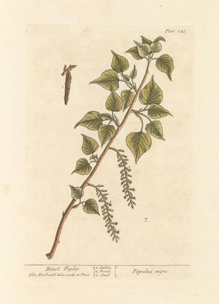 Elizabeth Blackwell - Black poplar.webp