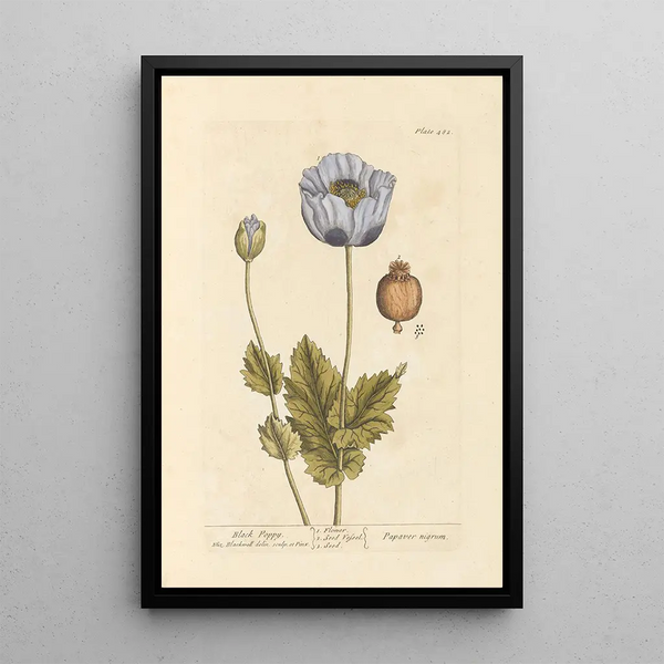 Mohn schwarz - Elizabeth Blackwell — gerahmtes Bild an der Wand