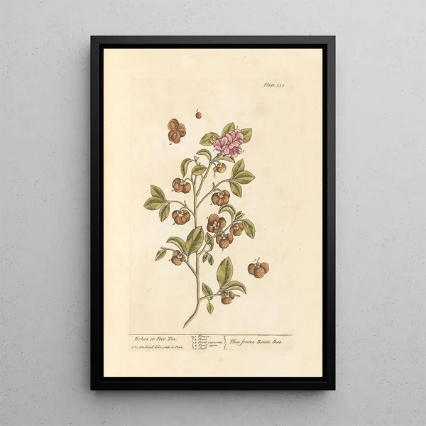 Thé Bohea ou Peco - Elizabeth Blackwell — gerahmtes Bild an der Wand