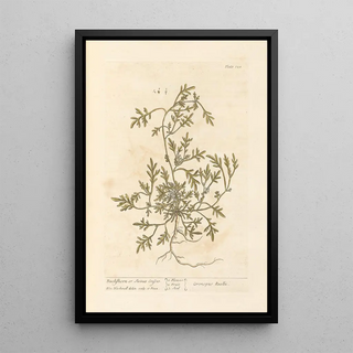 Elizabeth Blackwell - Buckshorn or swines cresses.webp