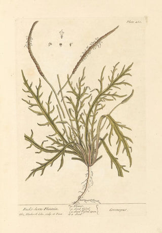 Elizabeth Blackwell - Buckshorn plantain.webp
