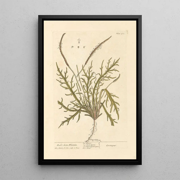 Plantain corne de cerf - Elizabeth Blackwell — gerahmtes Bild an der Wand