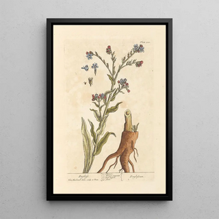 Elizabeth Blackwell - Bugloss.webp